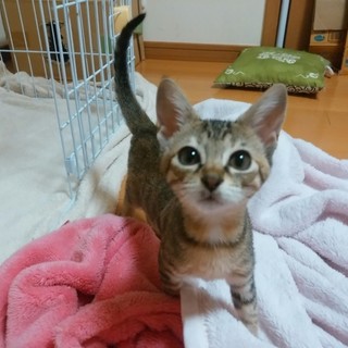 【お見合い中】甘えるのが好きな可愛い小粒！