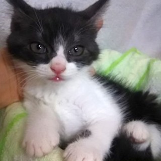 健康チェック済み＊アメショMIX＊2ヶ月女の子