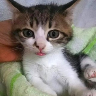 健康チェック済み＊アメショMIX＊2ヶ月女の子