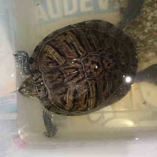 元気なミドリガメです