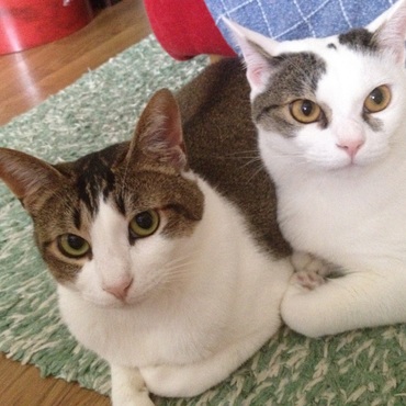 仲良しマルとイブ