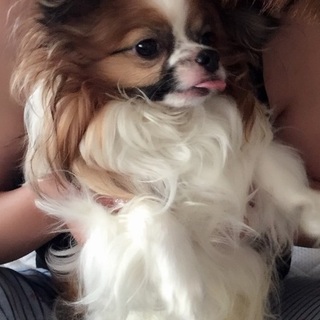 優しい里親さん募集