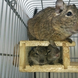 ベビーデグーの里親様決定です