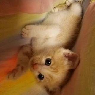 生後約1ヶ月の男の子です。