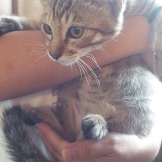 美形！イケメン子猫です！