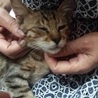 美形！イケメン子猫です！ サムネイル5
