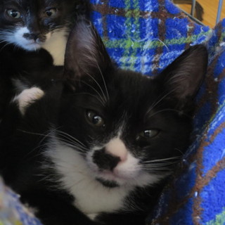 出戻り、再募集