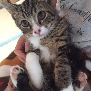 里親さま決定。ありがとうございました