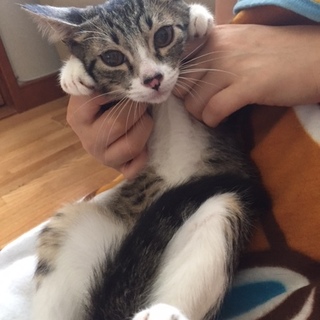 里親さまきまりました。ありがとうございました