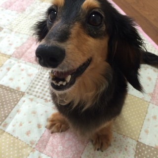 大人しいダックス