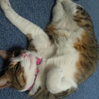 家族になってくださる方