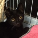 黒猫ちゃんの里親さん募集中