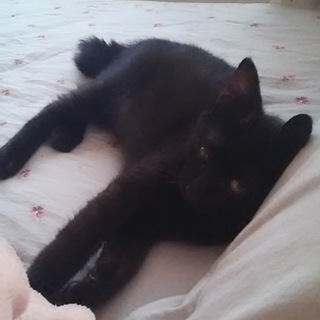 チビくろ みかんﾁｬﾝ