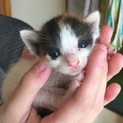 子猫ちゃんの里親募集しています