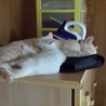 先住猫さんと仲良し^ ^本当の幸せ掴みました