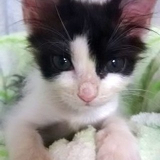 健康チェック済＊半長毛２ヶ月＊可愛い女の子