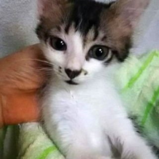 健康チェック済＊半長毛２ヶ月＊キジ白女の子