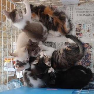 今月末に処分される状況の仔猫たちです