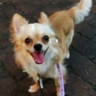 元気な甘えん坊チワワ♂推定5～6歳