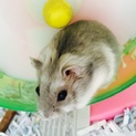 ハムスターの里親募集