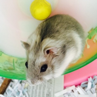 ハムスターの里親募集