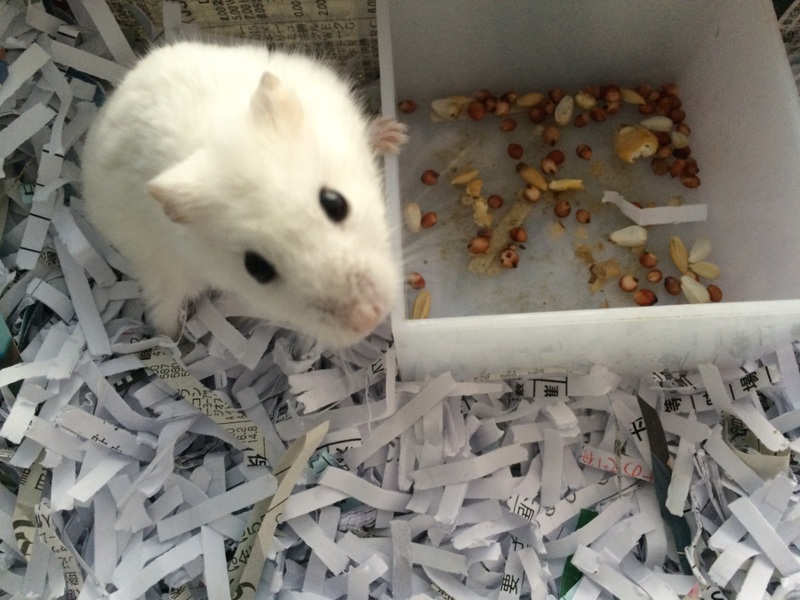 ハムスターの里親募集 サムネイル2