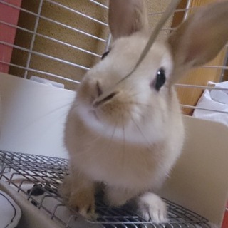 急募！優しく一緒に暮らして下さる里親さん募集!!