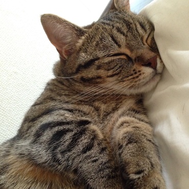 ちまこ、お昼寝中