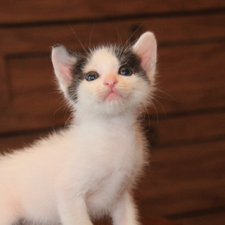 子猫の里親になって下さい。