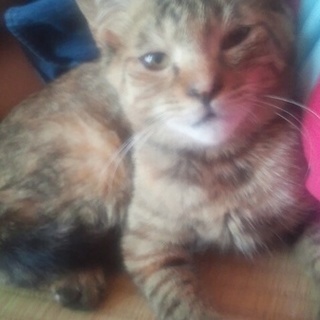 3ヶ月 おっとり系の麦わら子猫ちゃん（女の子）