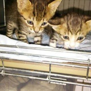 助けて子猫ちゃん