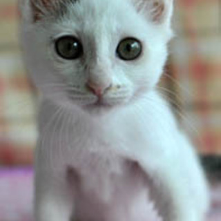 ふんわりうめちゃん♪