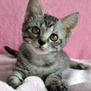 サバトラの女の子　こしあんちゃん☆