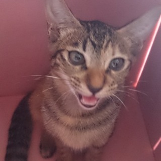 大きなお目々の女の子