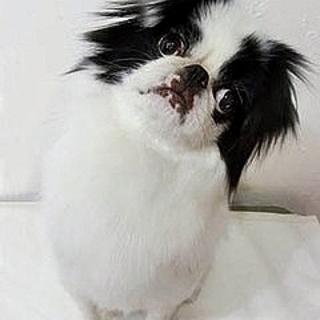 元気な甘えん坊の狆♀推定5～6歳