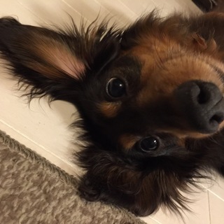 推定５歳の甲子園には行かないダックスの球児