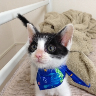 しろくろ子猫【萩の月】家族募集中！