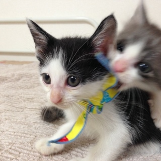 しろくろ子猫【ずんだ】家族募集中！