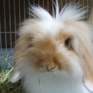 アメファジ　６か月　メス