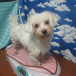 トイプマルチーズMIX元気くんは大人しい２才男の子