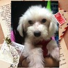 トイプマルチーズMIX元気くんは大人しい２才男の子 サムネイル2