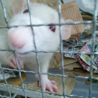 ラットの子供（残り三匹！３カ月２匹、１カ月3匹）