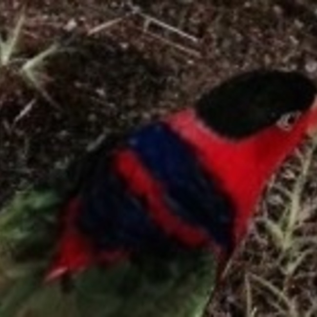 rizaのカバー写真