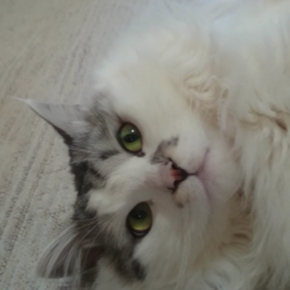 大切にして下さる方貰ってください