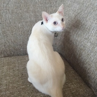 とても人懐こく甘えん坊な1才の雄です