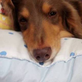 処分場より　甘えん坊のMダックス