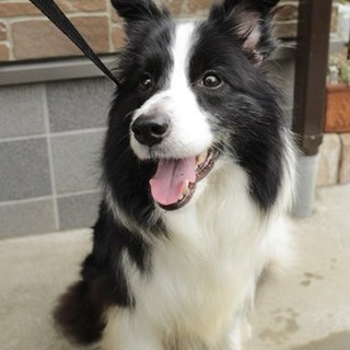 ボーダーコリー　イーファ♀　家族募集中！！