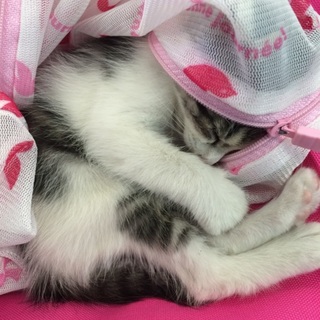 生後一か月の迷い猫。