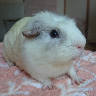 里親さま    決まりました♪