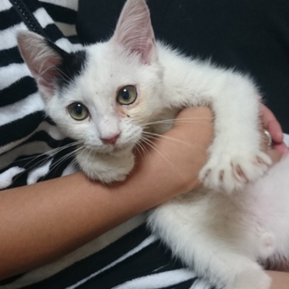 里親募集します(__)